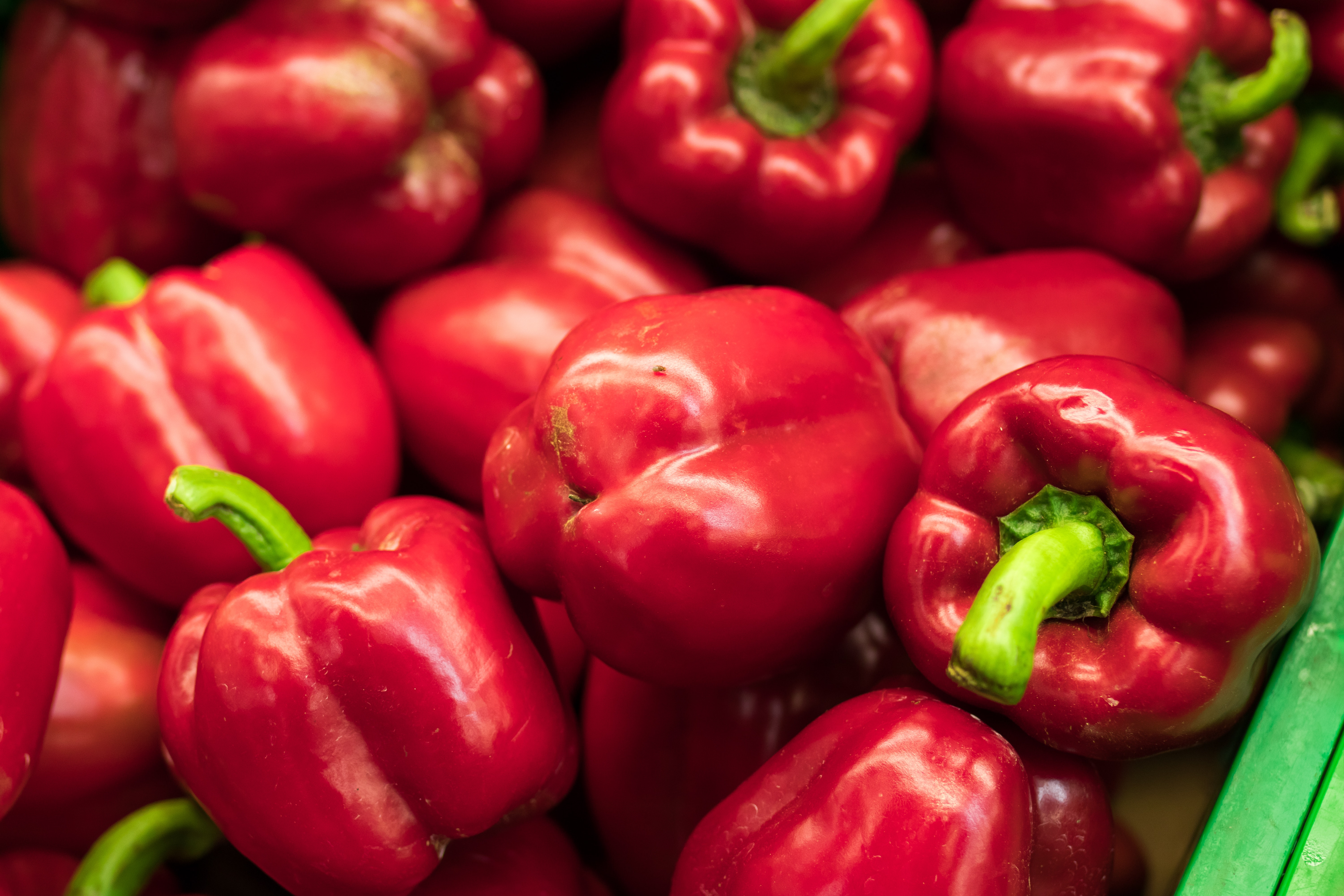 Paprika für das Gemüsebeet vorziehen Paprika für das Gemüsebeet vorziehen