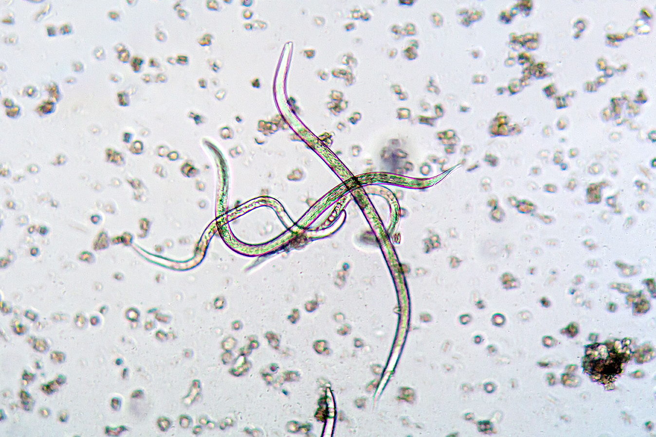 Pflanzenschädliche Nematoden unter dem Mikroskop Mikroskopische Aufnahme von pflanzenschädlichen Nematoden (Fadenwürmern) in Wasser.