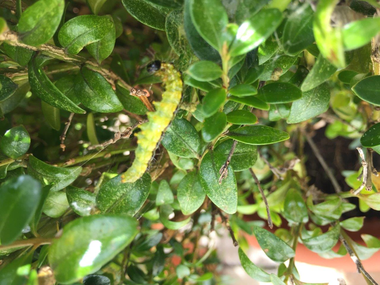 Buchsbaumzünsler-Raupe im Inneren eines befallenen Buchsbaums Raupe des Buchsbaumzünslers zwischen den Blättern eines befallenen Buchsbaums
