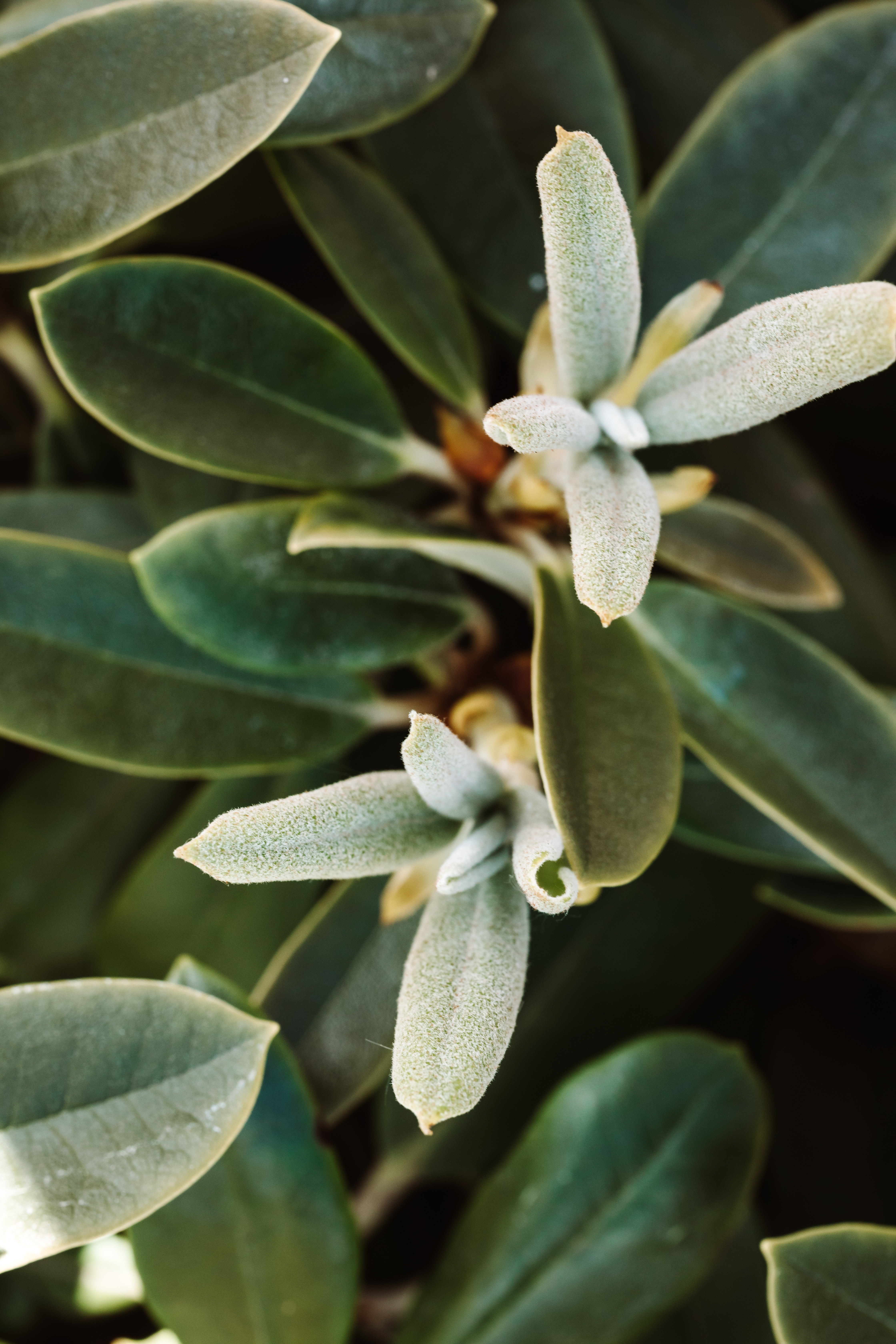 Garten schädlingsfrei genießen Garten schädlingsfrei genießen
