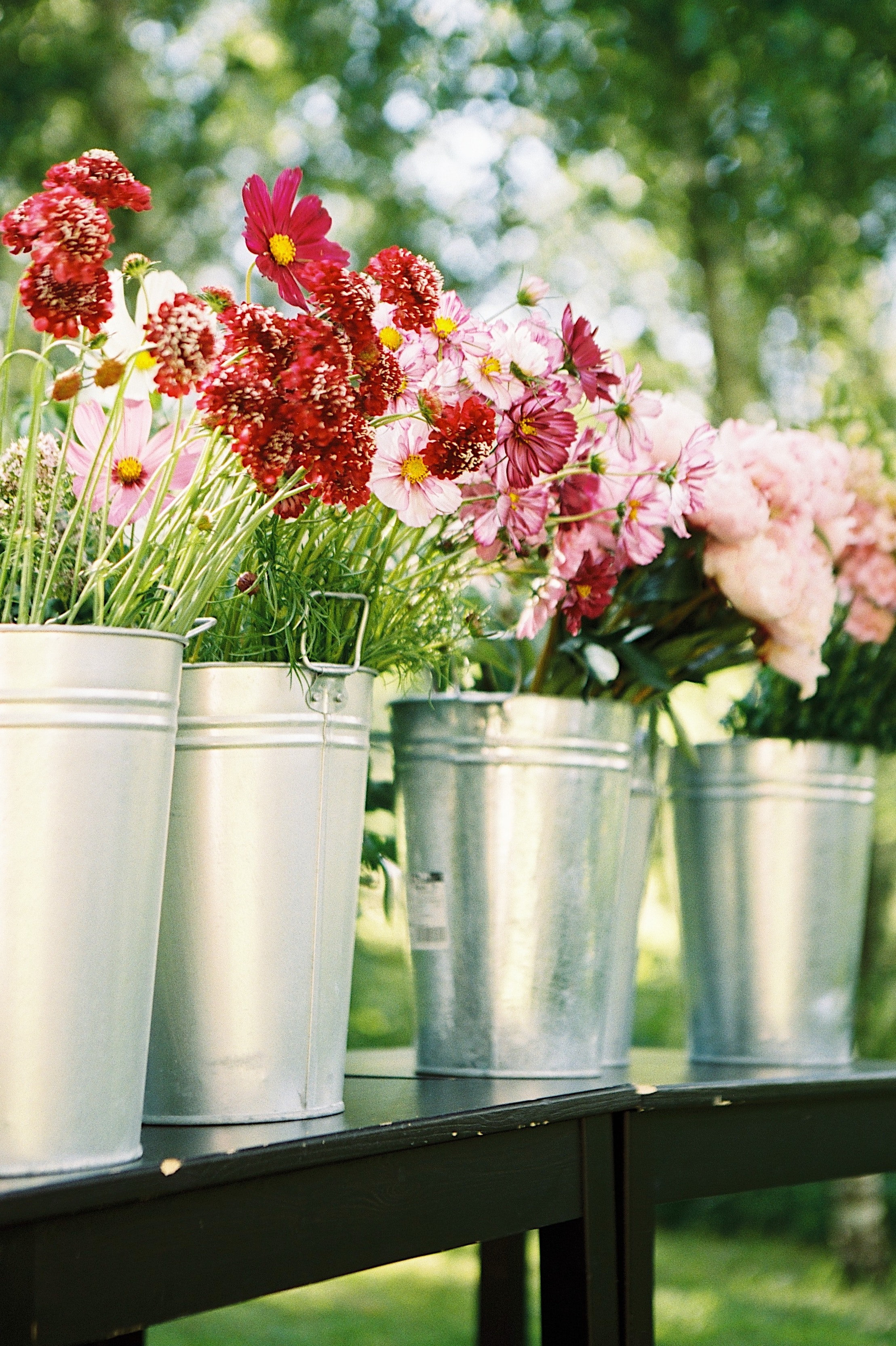 Aussaat von den Sommerblumen Aussaat von den Sommerblumen
