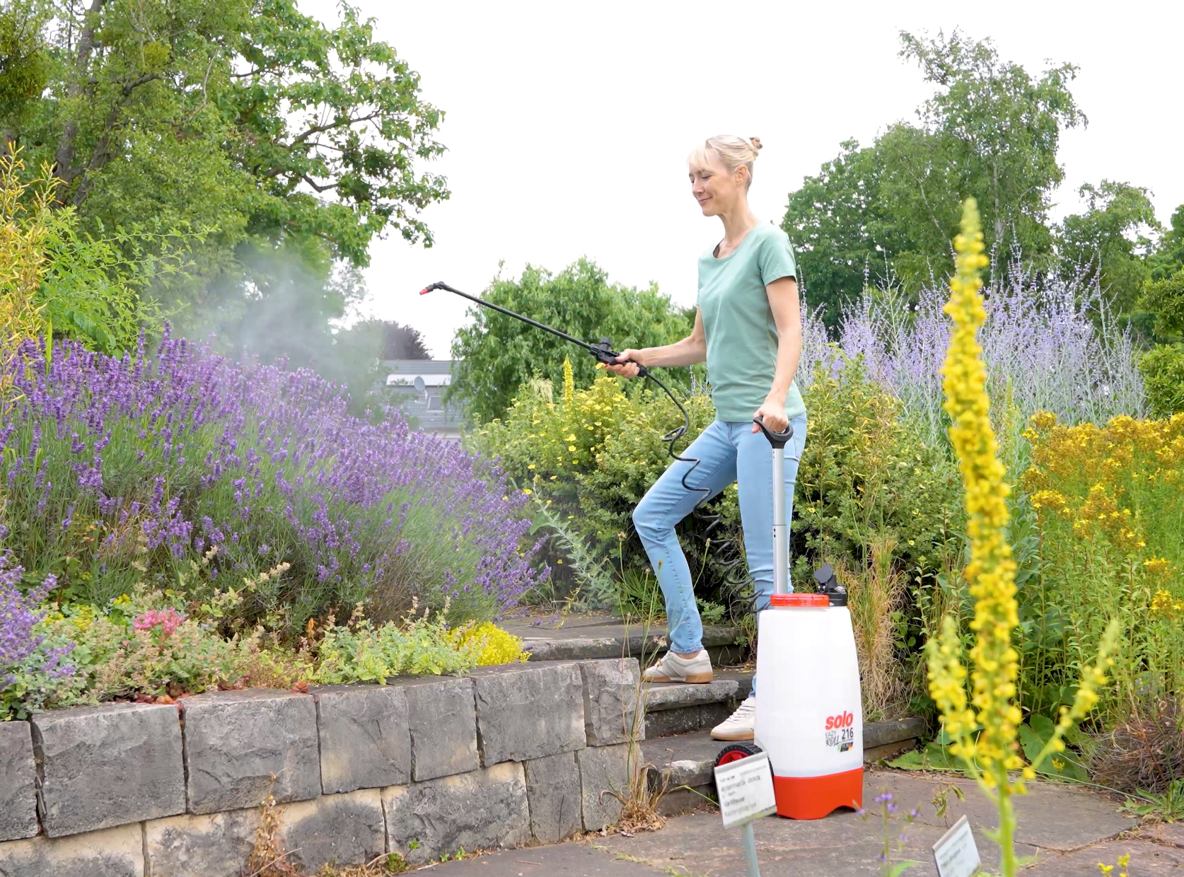 Kraftvolle Gartenpflege: Mit dem Drucksprüher gezielt Lavendel und Stauden versorgen. Frau besprüht Lavendelsträucher im Garten mit einem Drucksprüher auf Rollen.