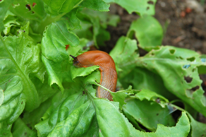 Spanische Wegschnecke frisst an Salatblatt Große rote Wegschnecke frisst ein Loch in ein grünes Salatblatt im Gemüsegarten.