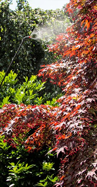 SOLO – Plant protection & care